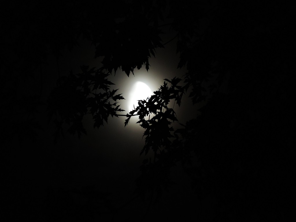 moonlight-through-trees-1616303_1920