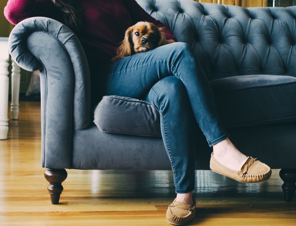 dog on sofa