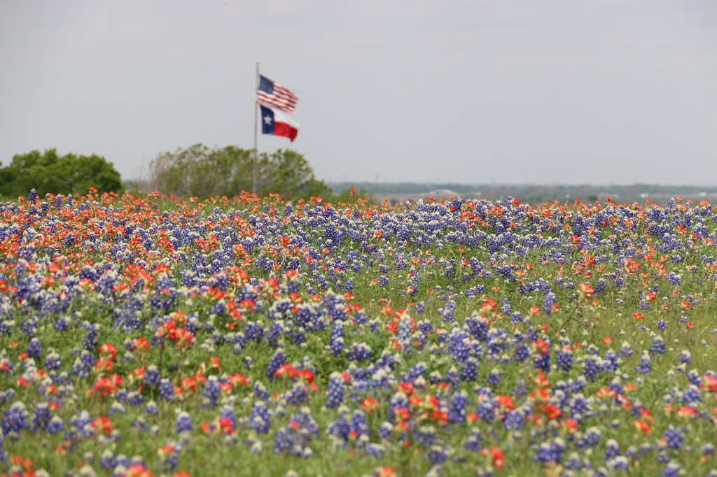 texas bluebonnets