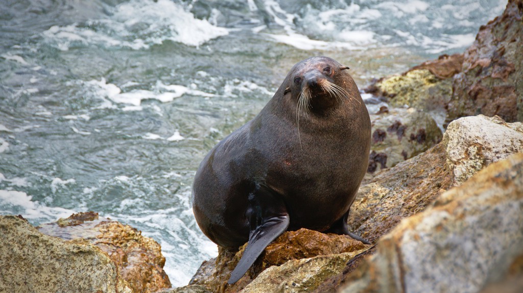 seal on beach