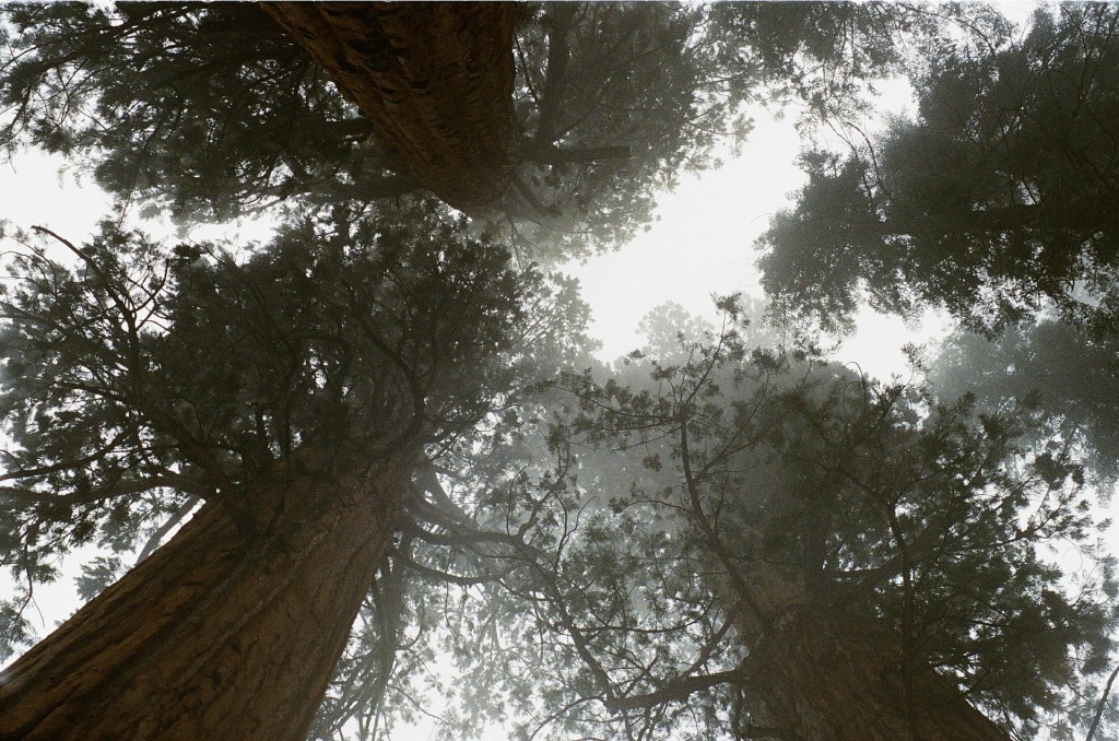 redwood trees in california