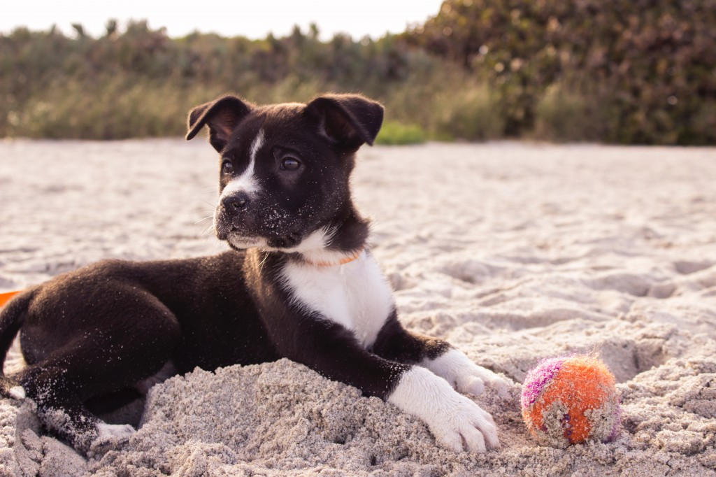 pet travel: dog at beach